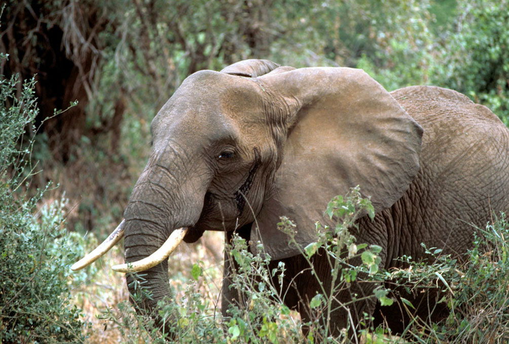 Afrikanischer Elefant mit Rüssel und Stoßzähnen