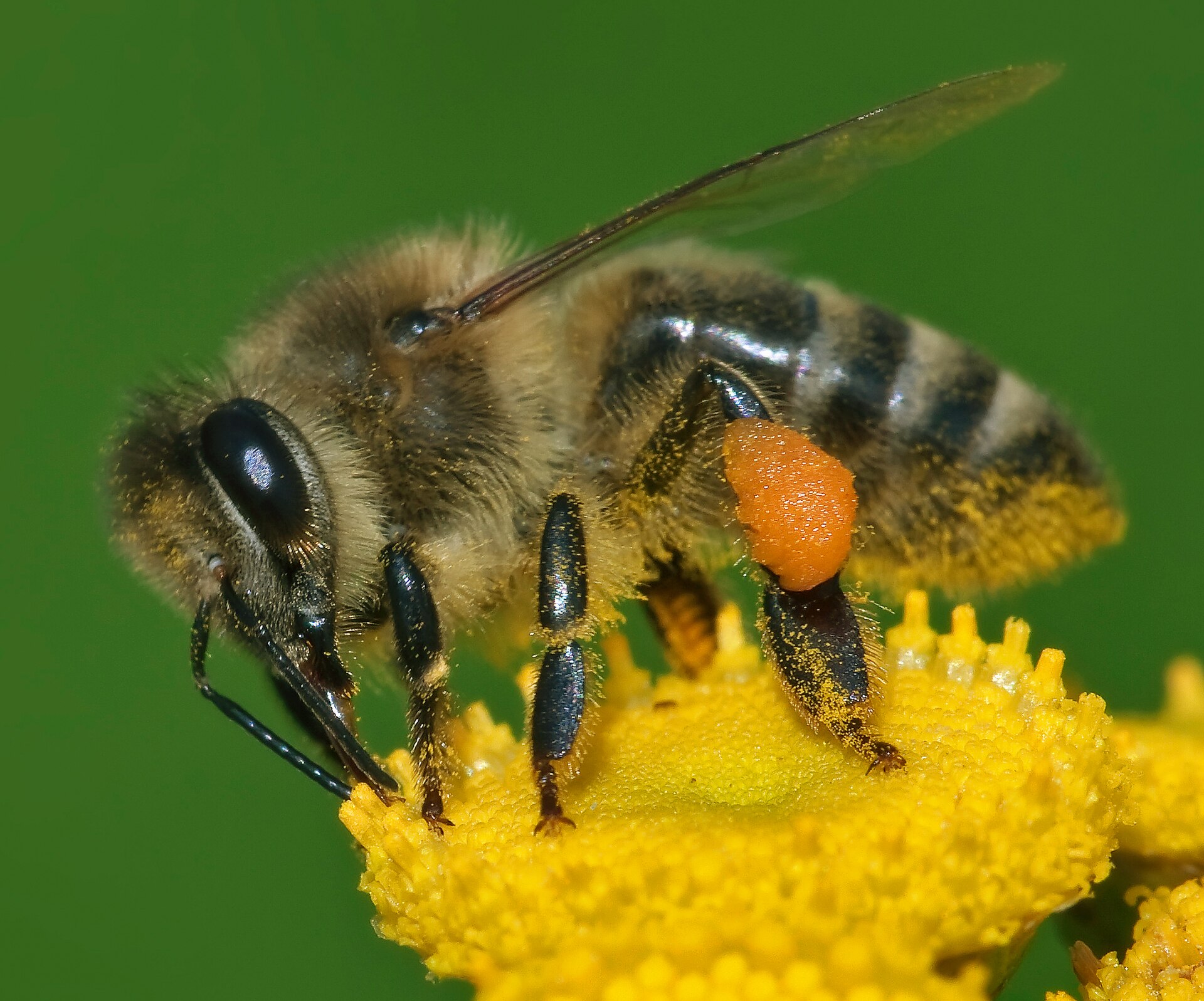Honigbiene mit Pollen an einer gelben Blüte